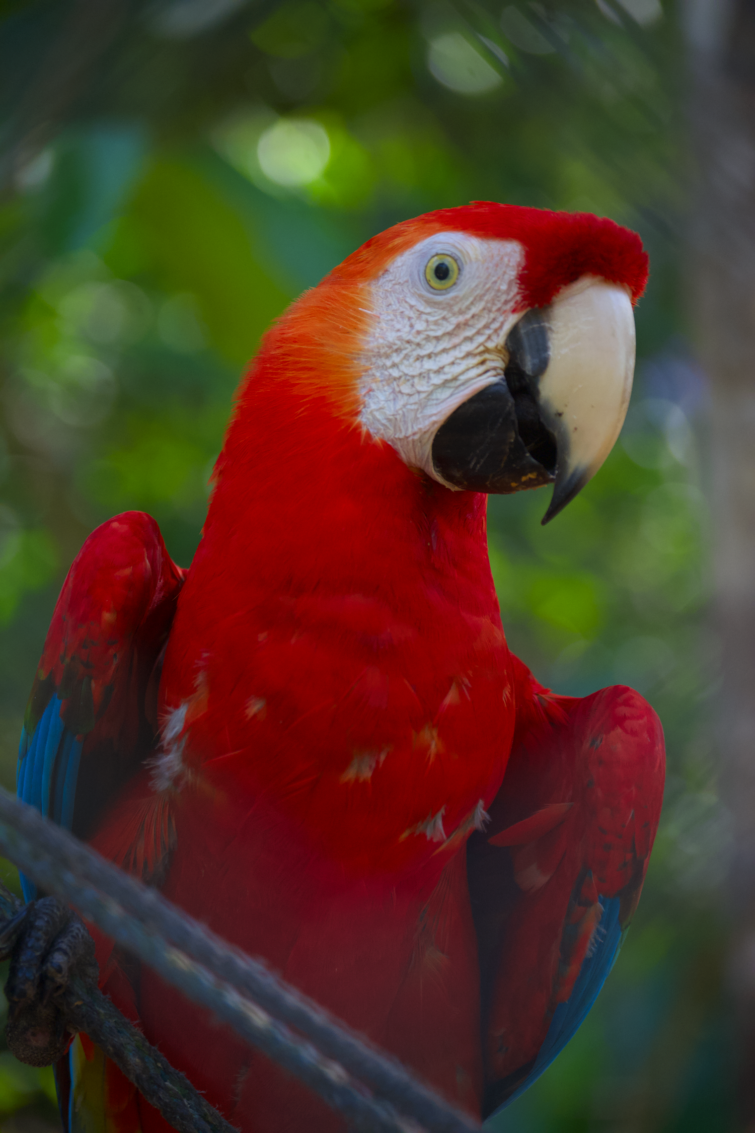 Display P3 vs sRGB color comparison (Display-P3)